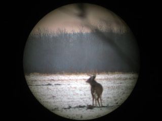 Deer In Scope