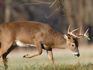 Whitetail in an Opening