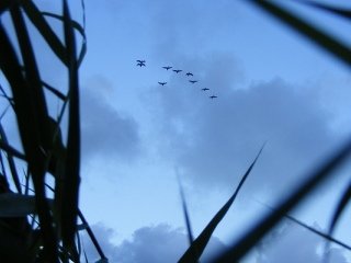 Goose Hunting