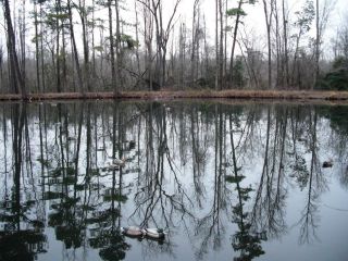 mallard-hunting