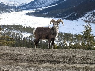 big-horn-sheep