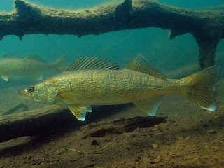 walleye