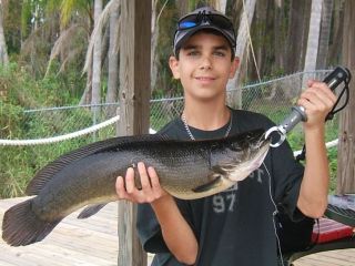 bowfin