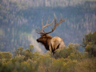 Elk on Hill