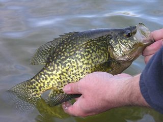 crappie