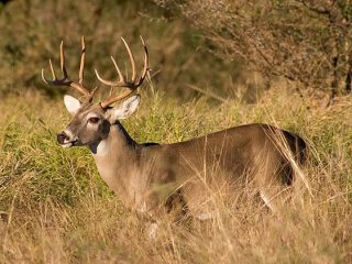 White Tail Deer