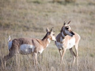 Pronghorns