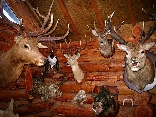 Taxidermy Salting