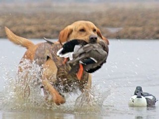 Dog with Bird