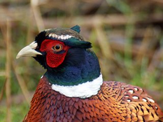 Pheasant