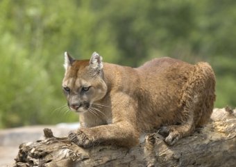 Cougar