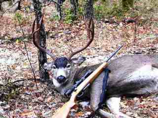 Blacktail Deer