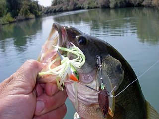 file_166989_0_spinnerbait-bass