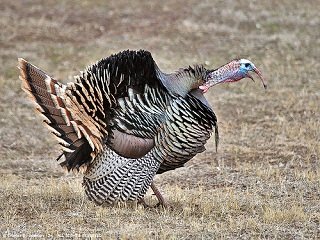 file_167003_0_gobbling