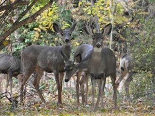 Herd of Deer