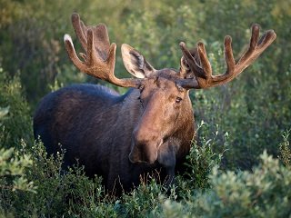 file_167839_0_moose