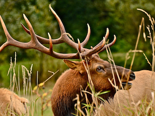 Elk