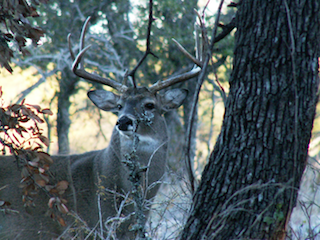 Rutting-Deer