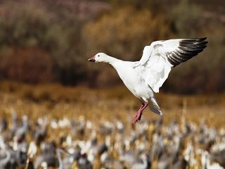 snow goose