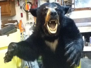 bear mount