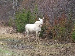 white moose