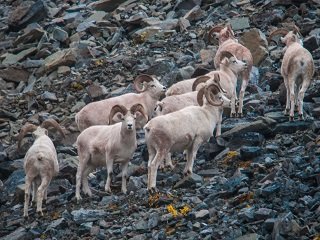 dall sheep