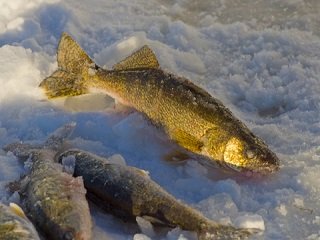 ice walleye