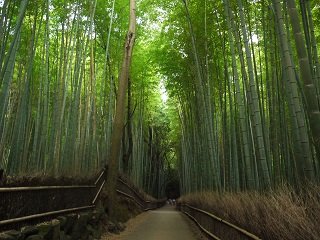 bamboo forest