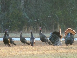 turkeys strut