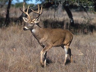 White-tailed_deer