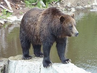 bear