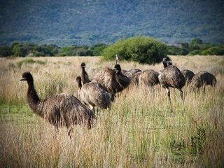 emu