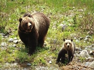 grizzly and cub