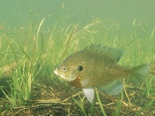 bluegill