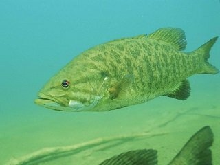 smallie