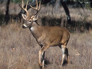 White-tailed_deer