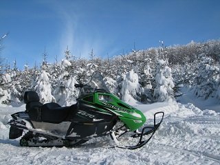 arctic cat