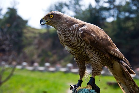 goshawk