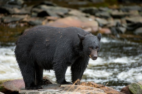 black bear