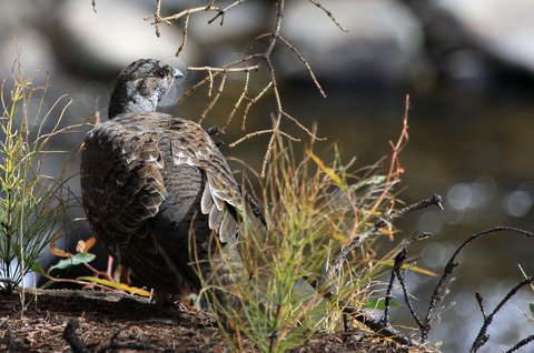 Senator Steps into Sage Grouse Controversy