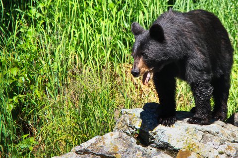 Grandpa Punches Bear and Other Encounters