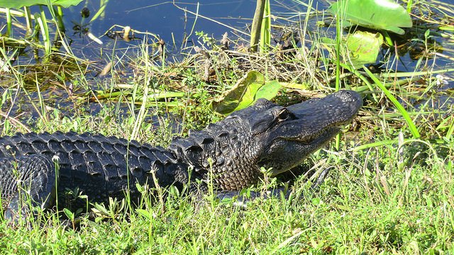 gator