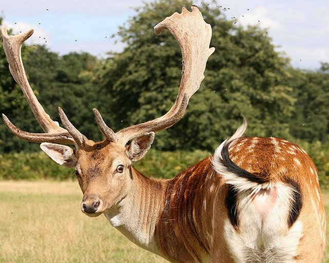 whitetail deer