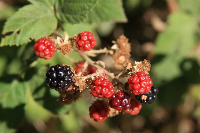 wild berries