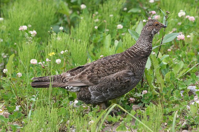 blue-grouse