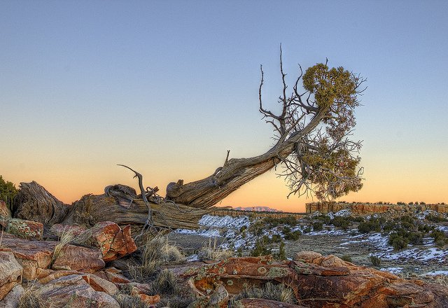 new mexico