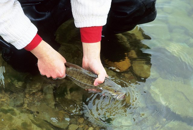 release-fish release-fish