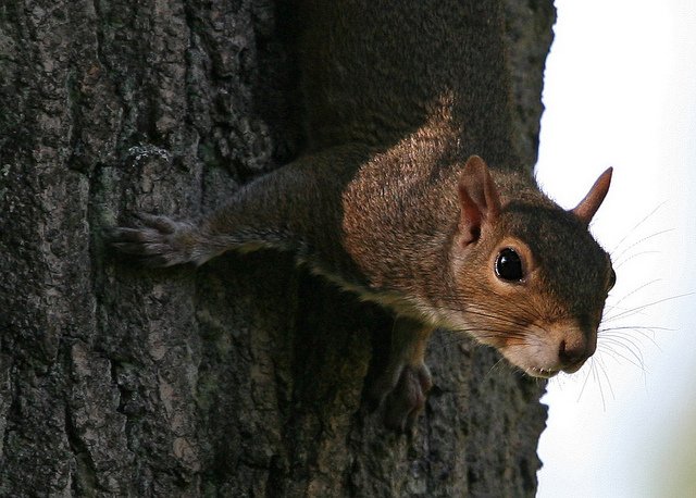 squirrel