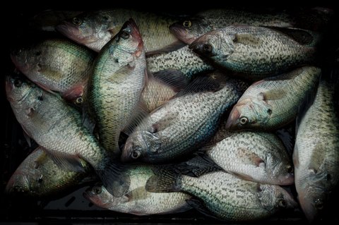 crappie-2 crappie-2