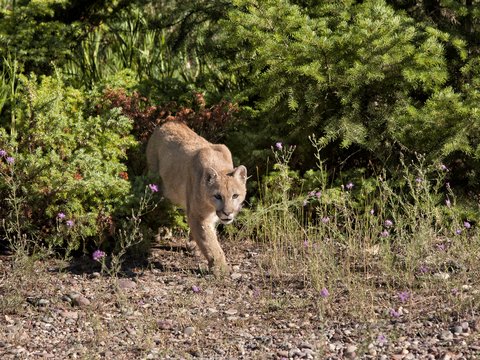 mountain lion